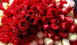 合肥玫瑰花爆料案件最新,揭秘背后惊人真相